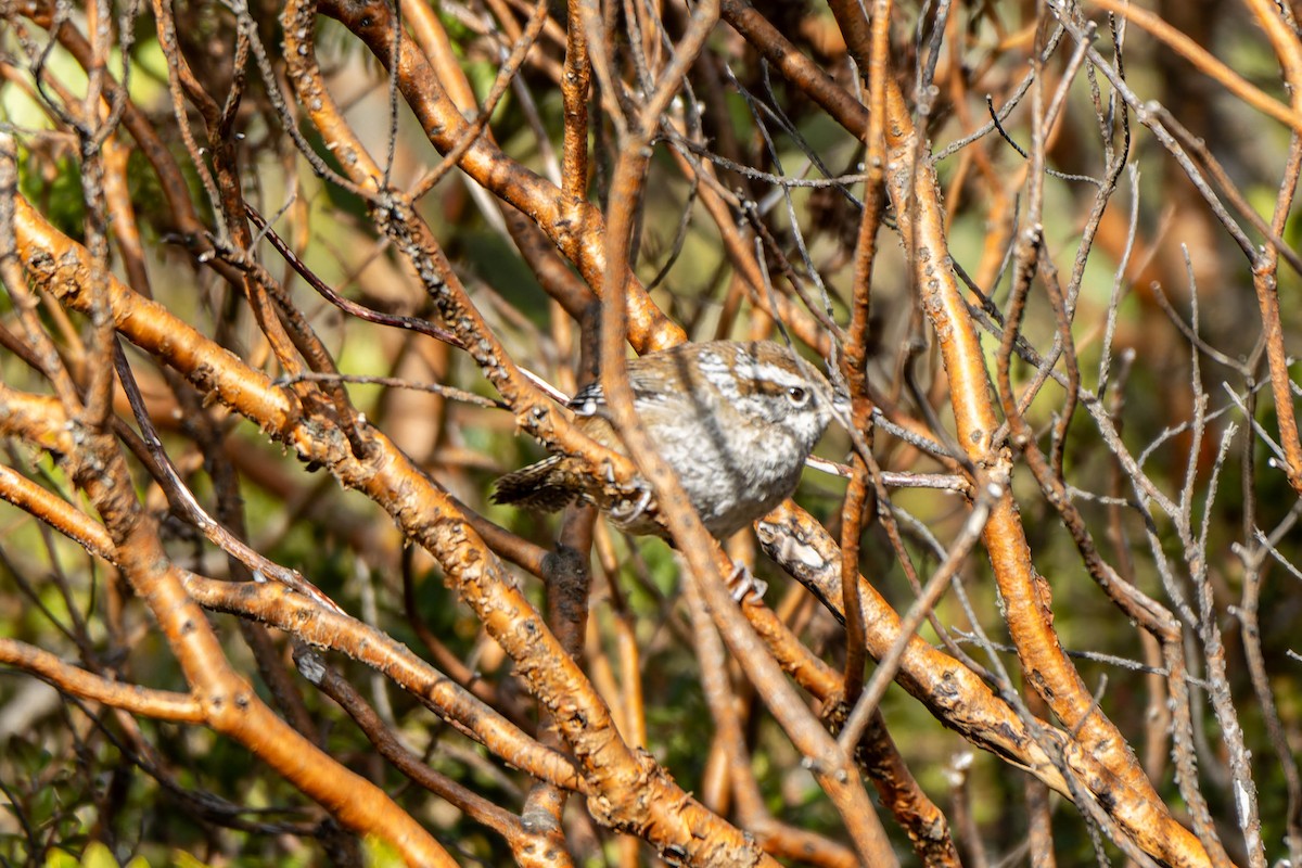 Timberline Wren - ML634213522