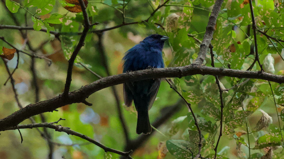 Indigo Bunting - ML634213575