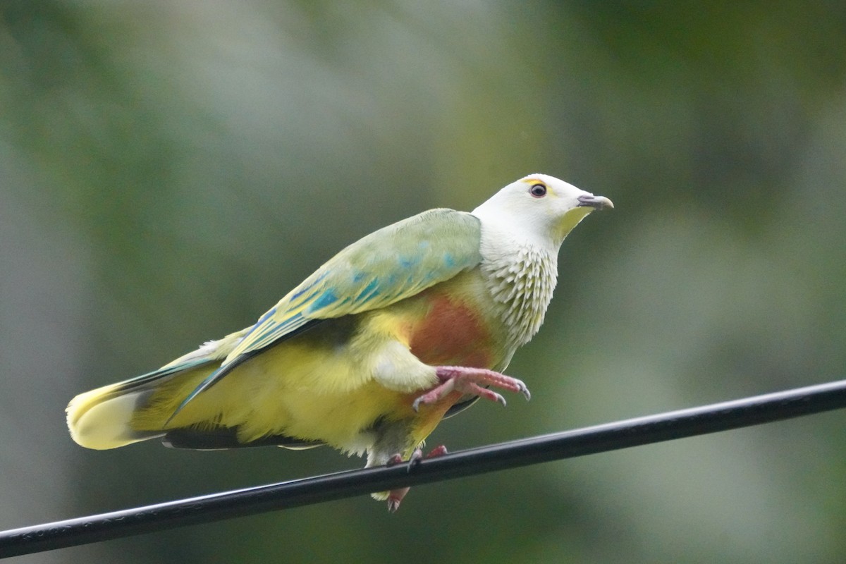 White-capped Fruit-Dove - ML634213676