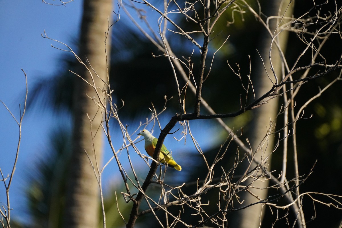 White-capped Fruit-Dove - ML634213677