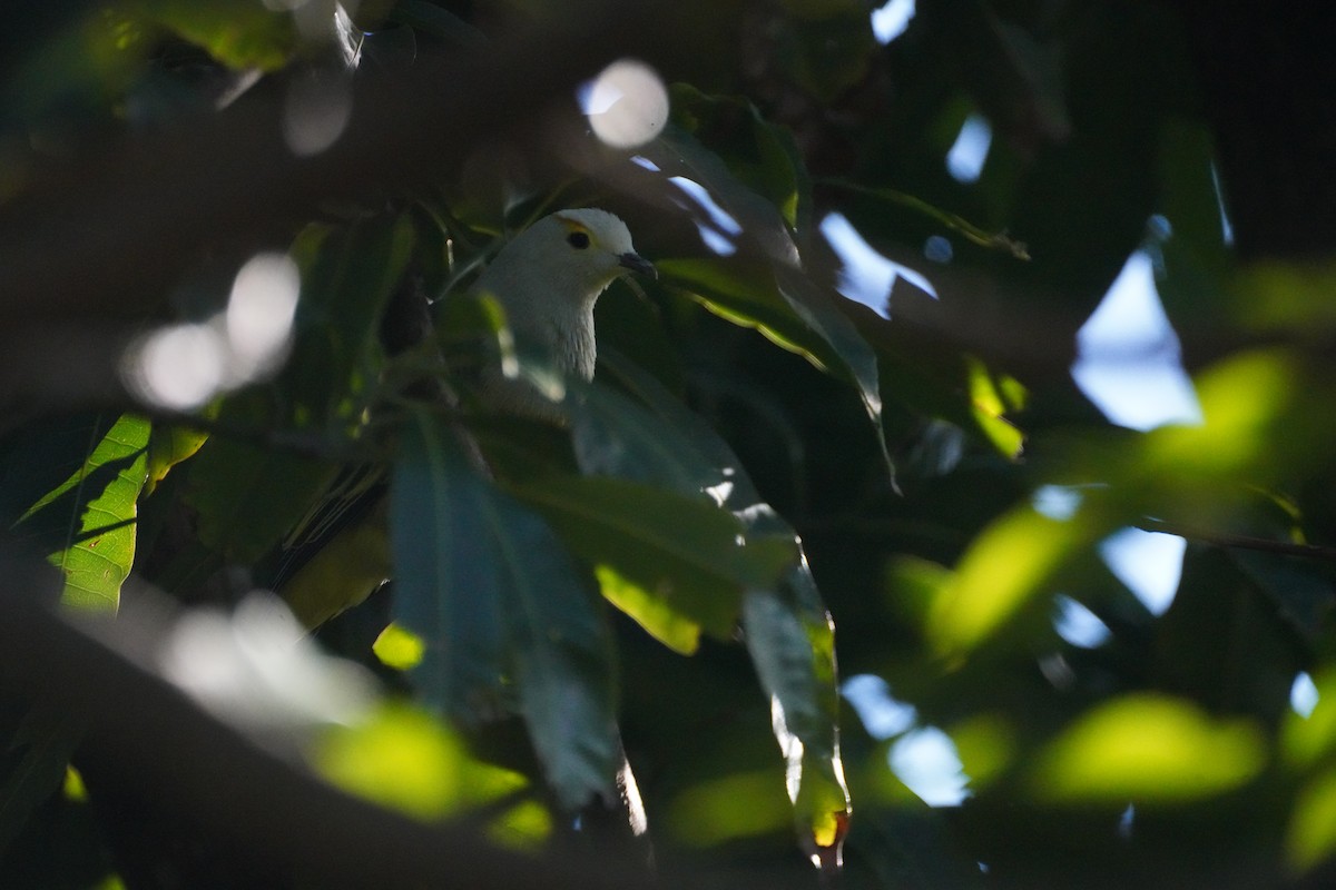 White-capped Fruit-Dove - ML634213678