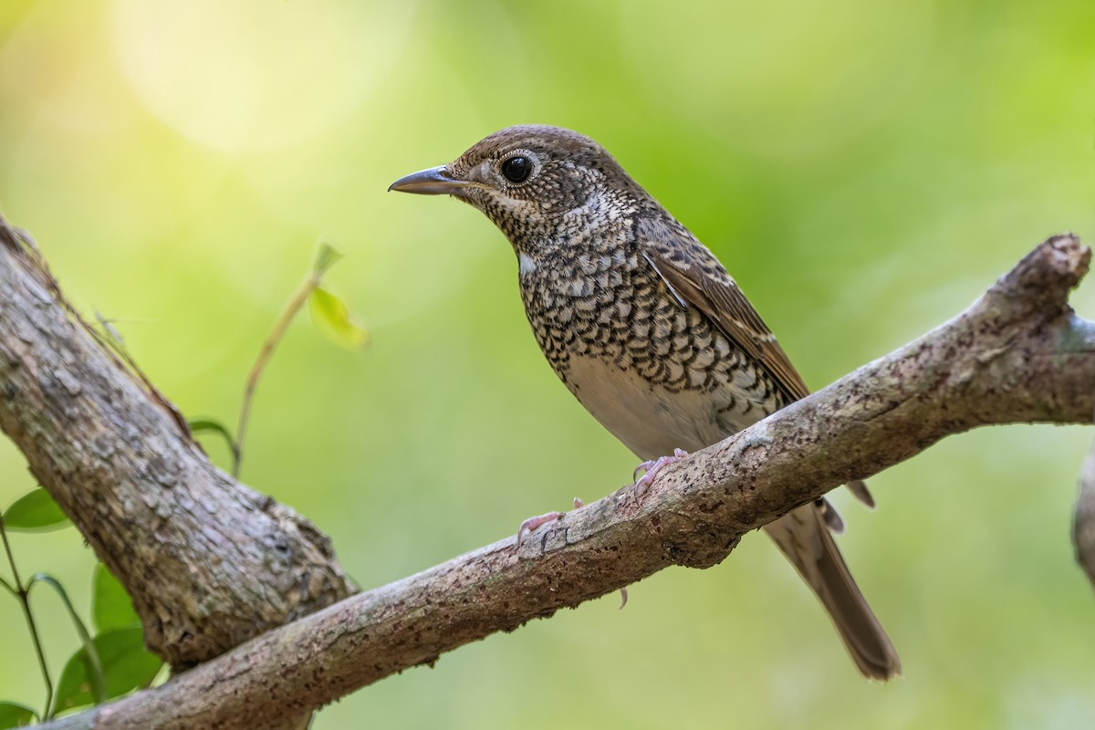 White-throated Rock-Thrush - ML634213711