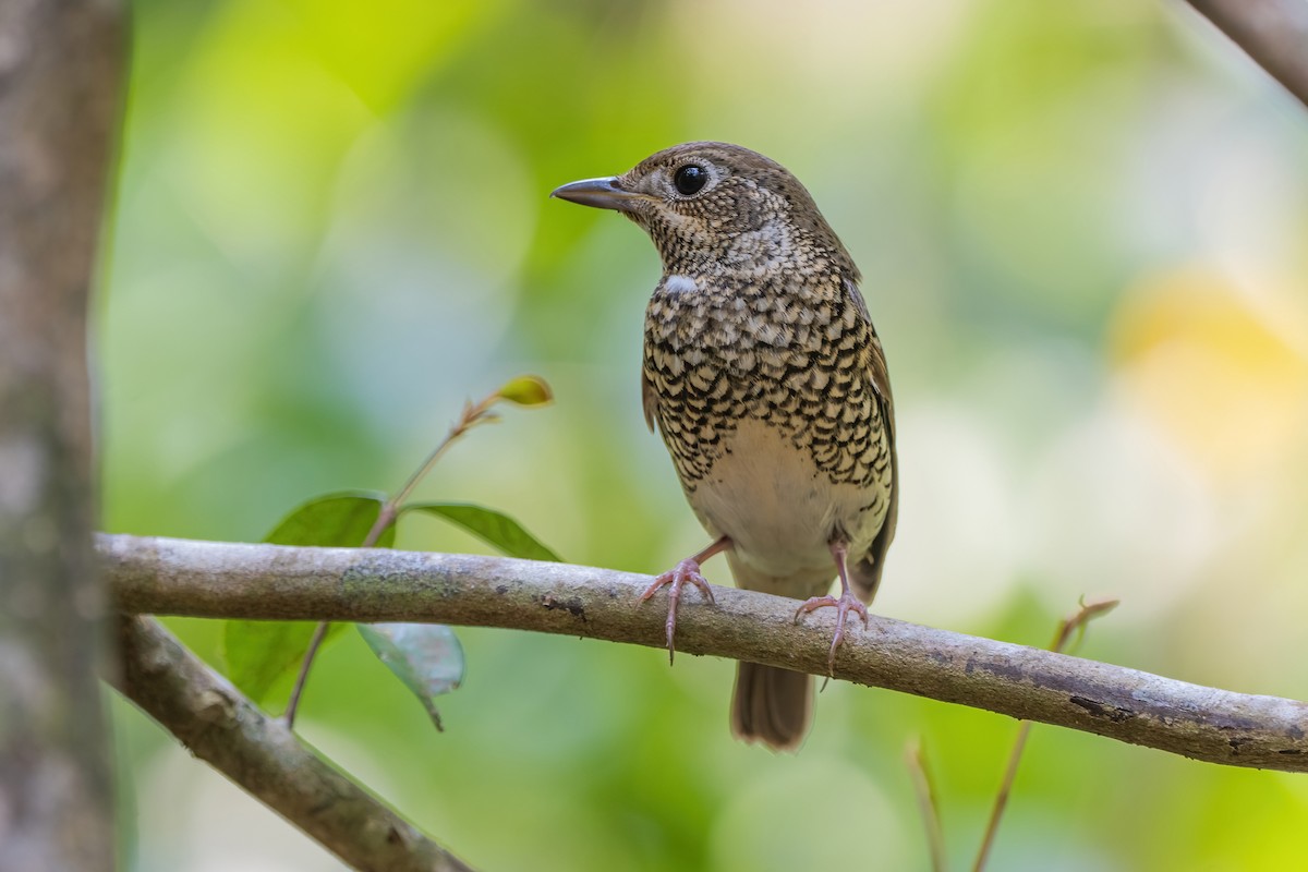 White-throated Rock-Thrush - ML634213713