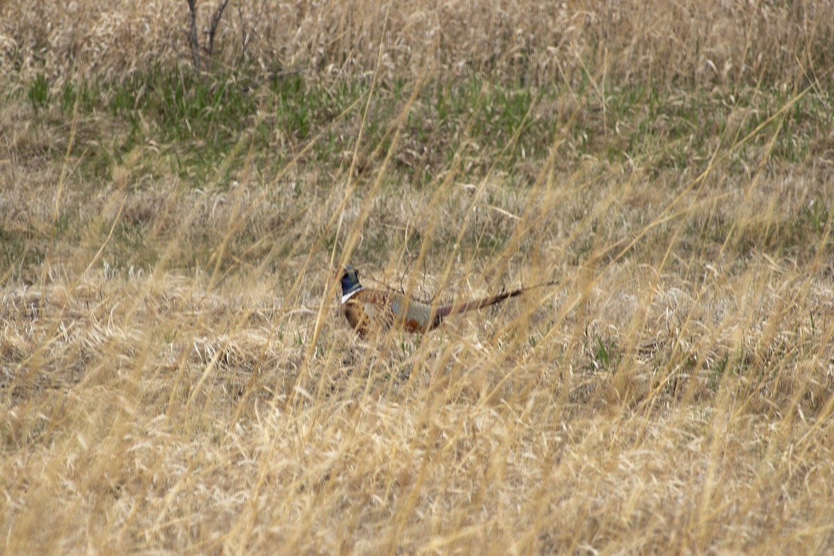 Ring-necked Pheasant - ML634213807