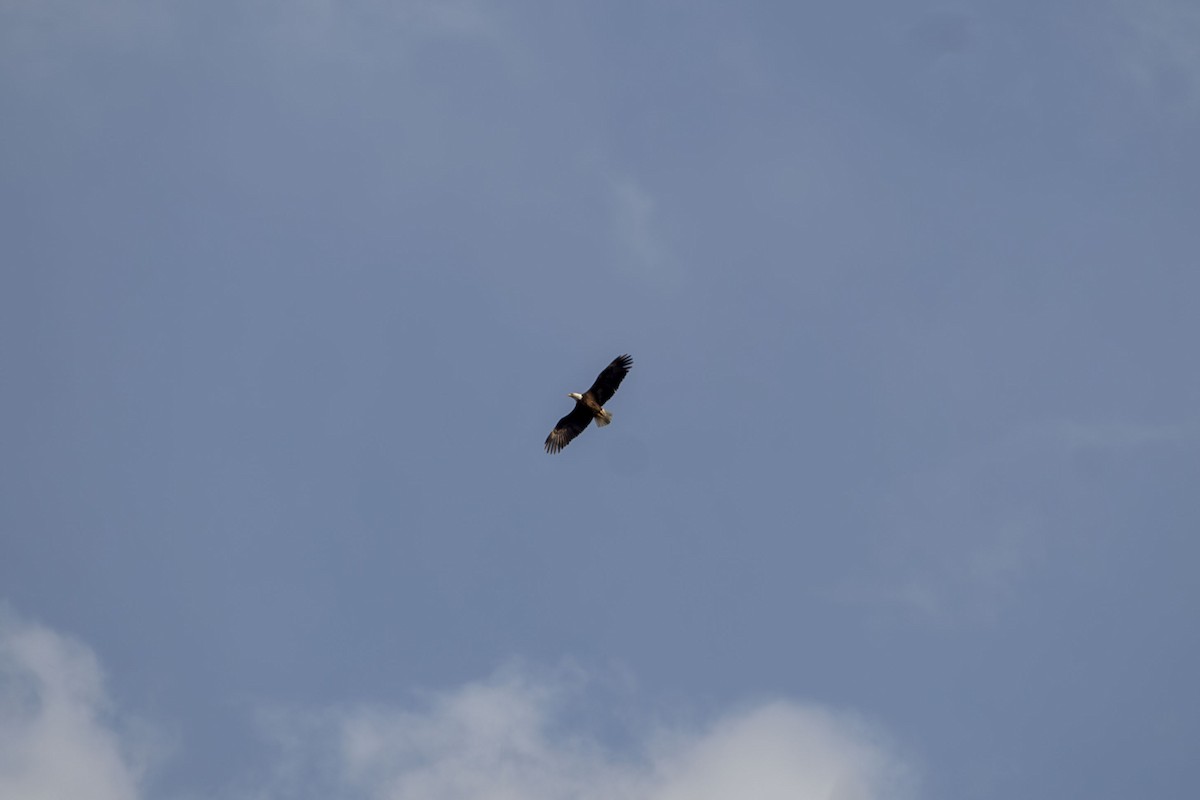 Bald Eagle - ML634213810