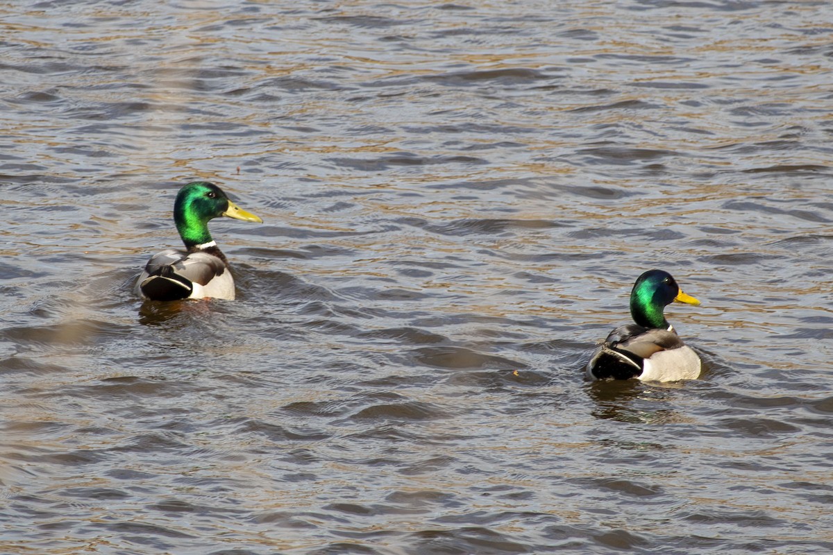 Mallard - ML634213813