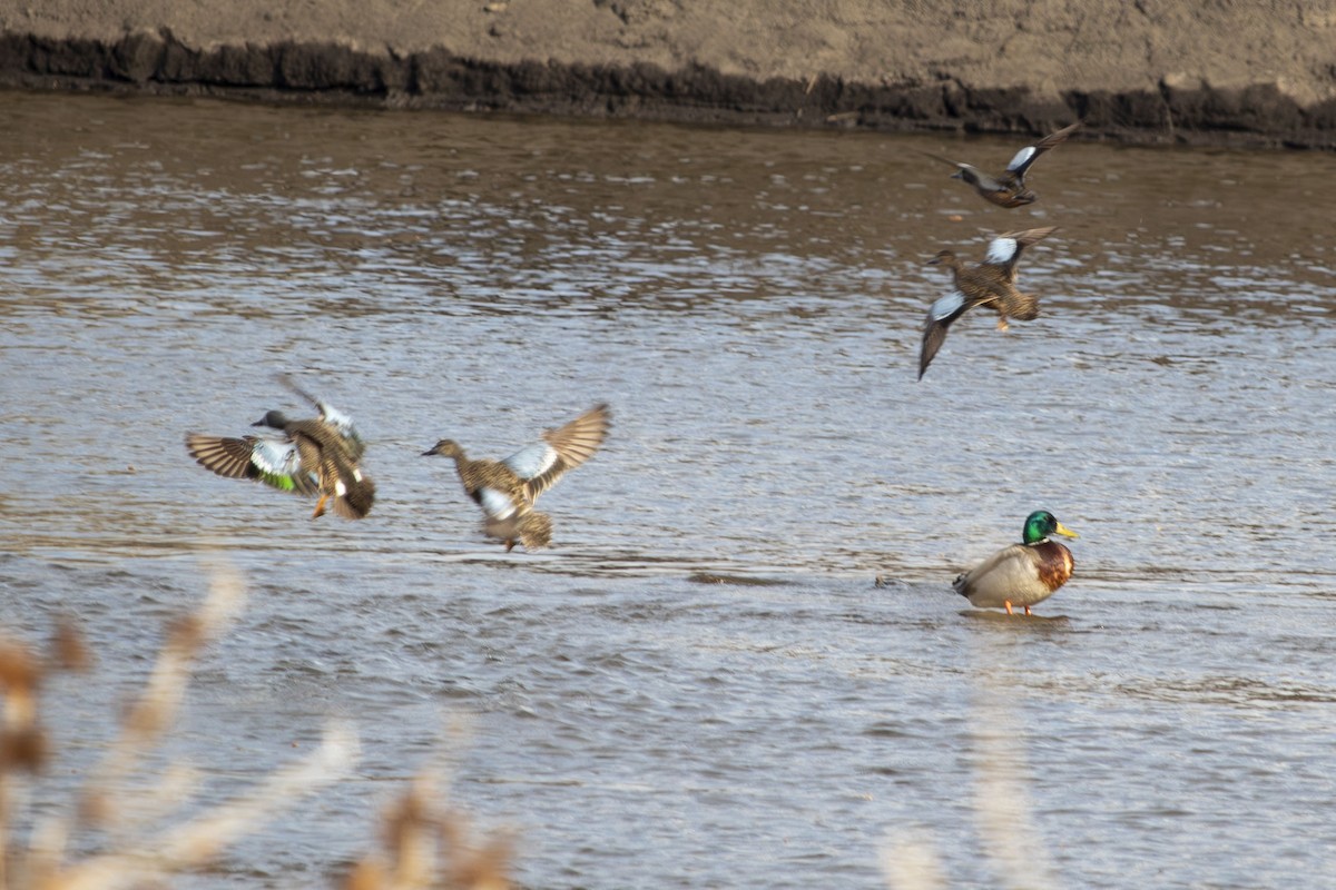Blue-winged Teal - ML634213816