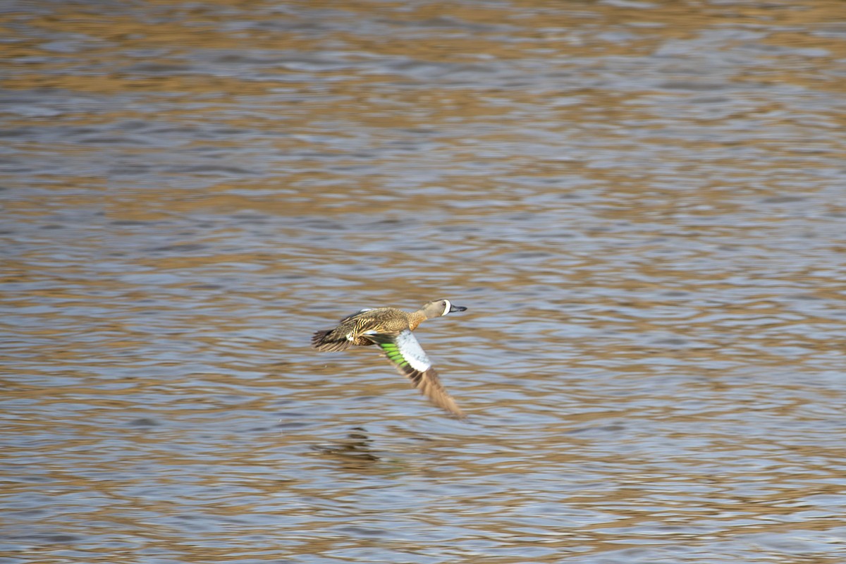 Blue-winged Teal - ML634213817