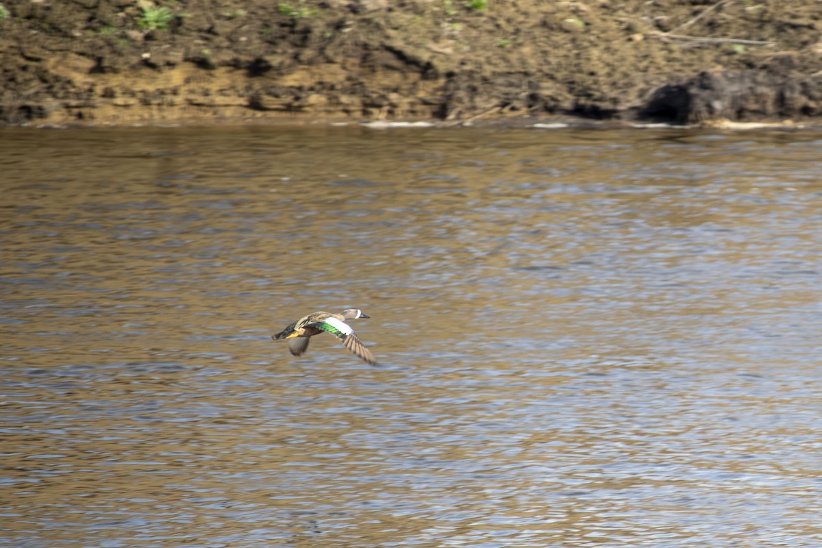 Blue-winged Teal - ML634213818