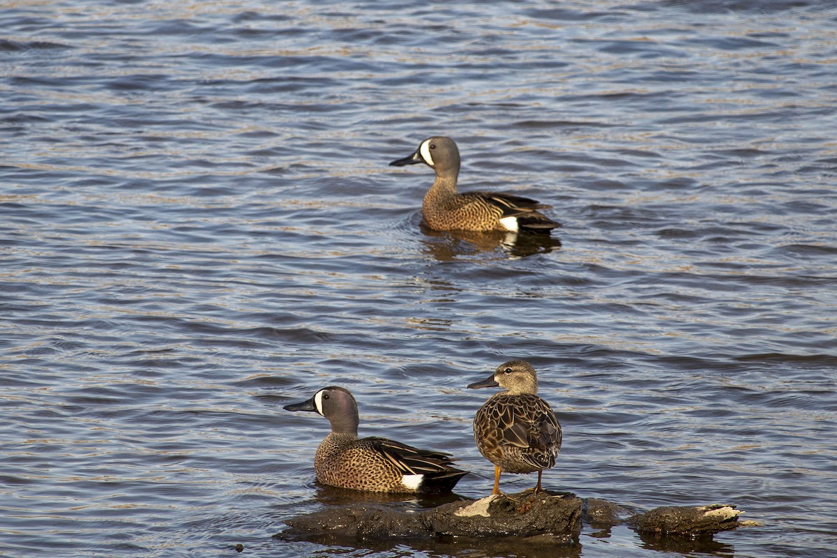 Blue-winged Teal - ML634213819
