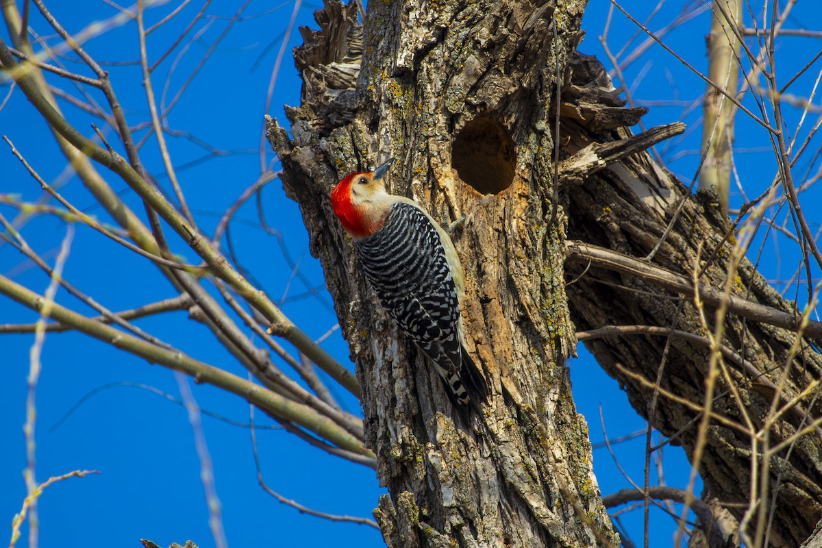 Red-bellied Woodpecker - ML634213822