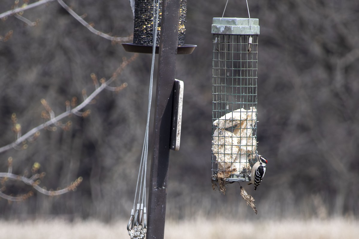 Downy Woodpecker - ML634213824