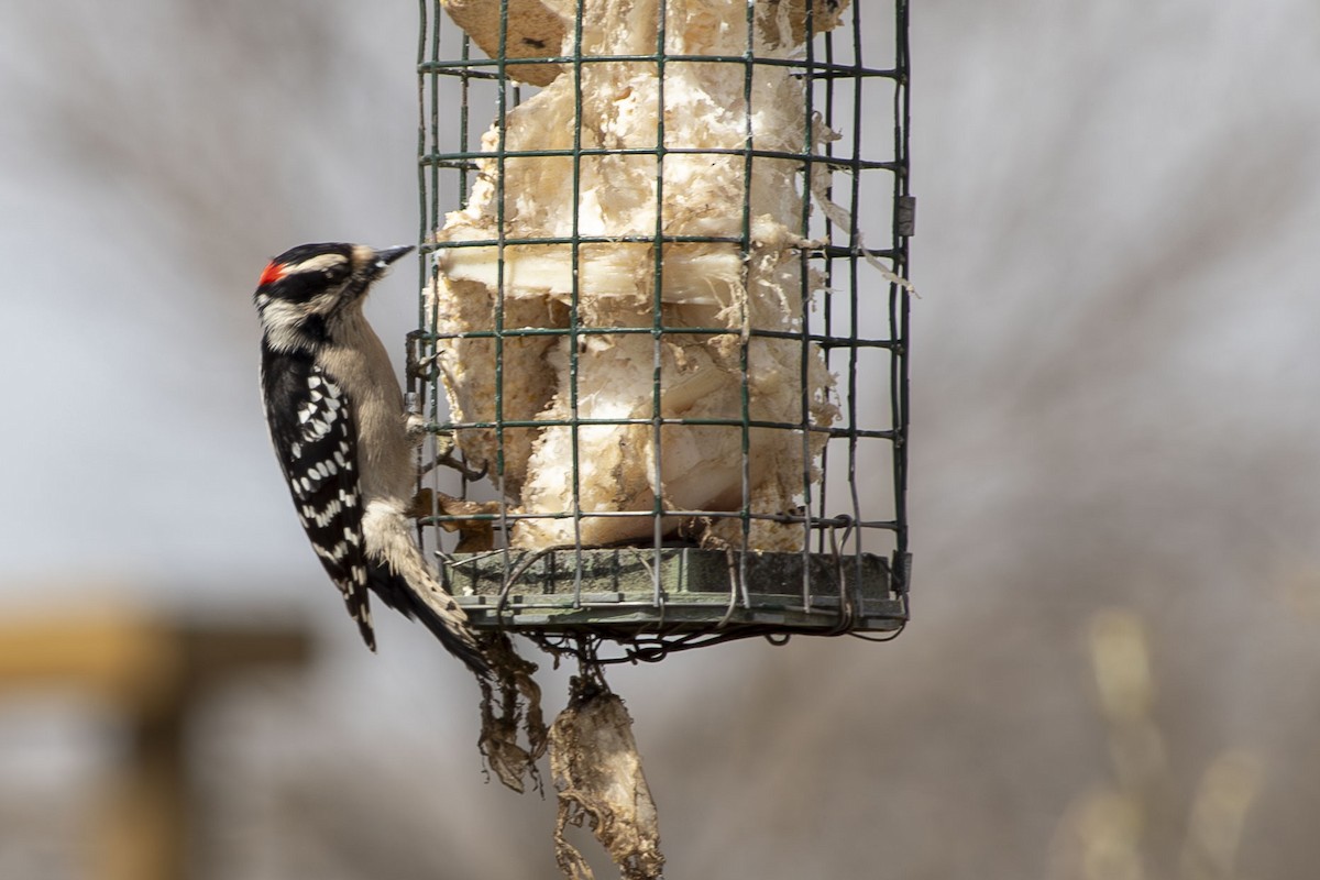 Downy Woodpecker - ML634213825