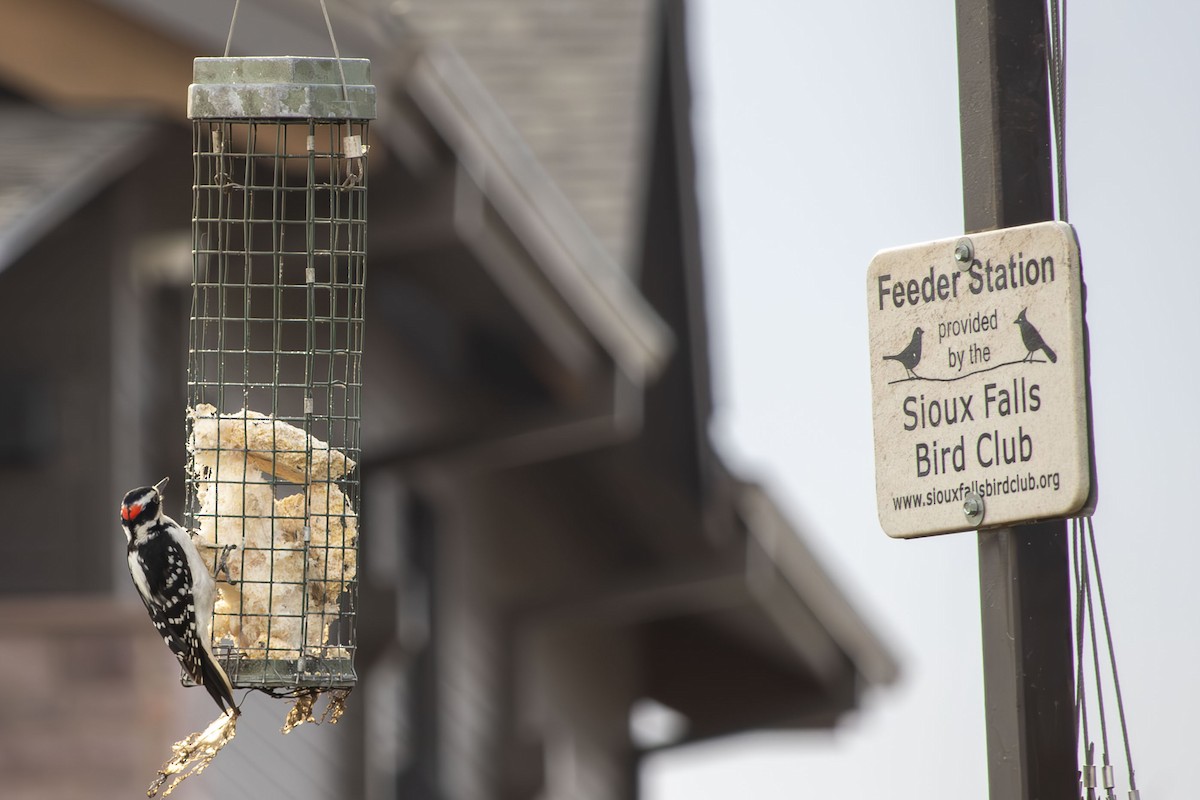 Downy Woodpecker - ML634213826