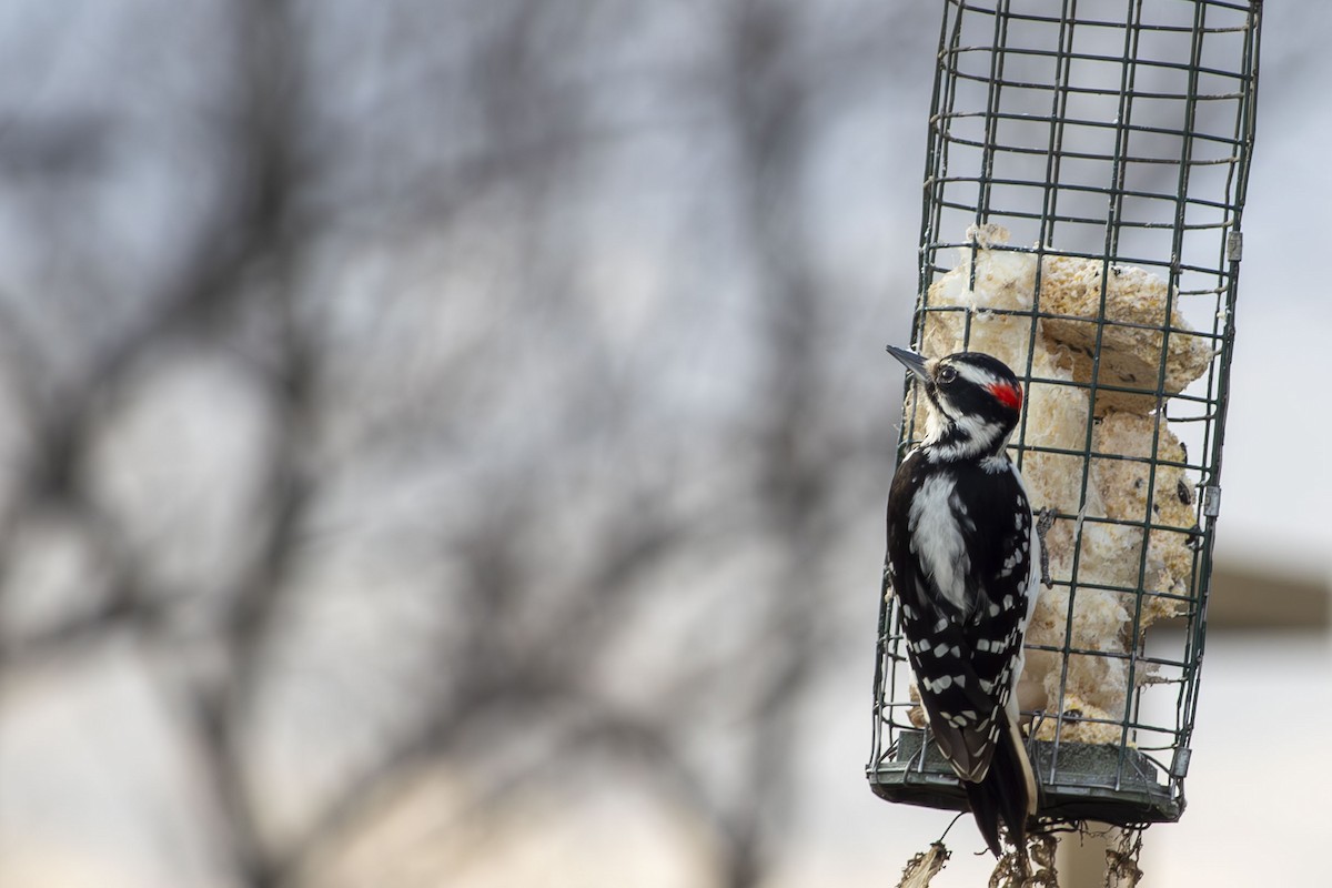 Downy Woodpecker - ML634213827
