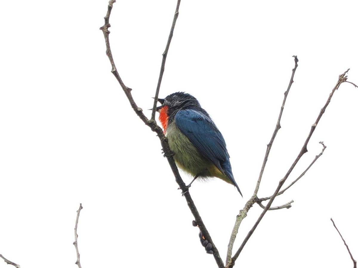 Fire-throated Flowerpecker - ML634213857