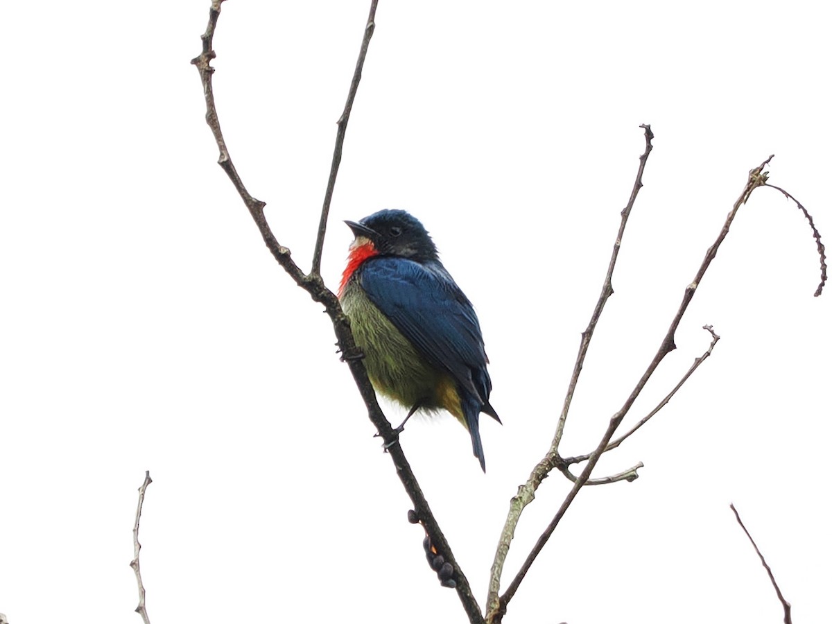 Fire-throated Flowerpecker - ML634213858