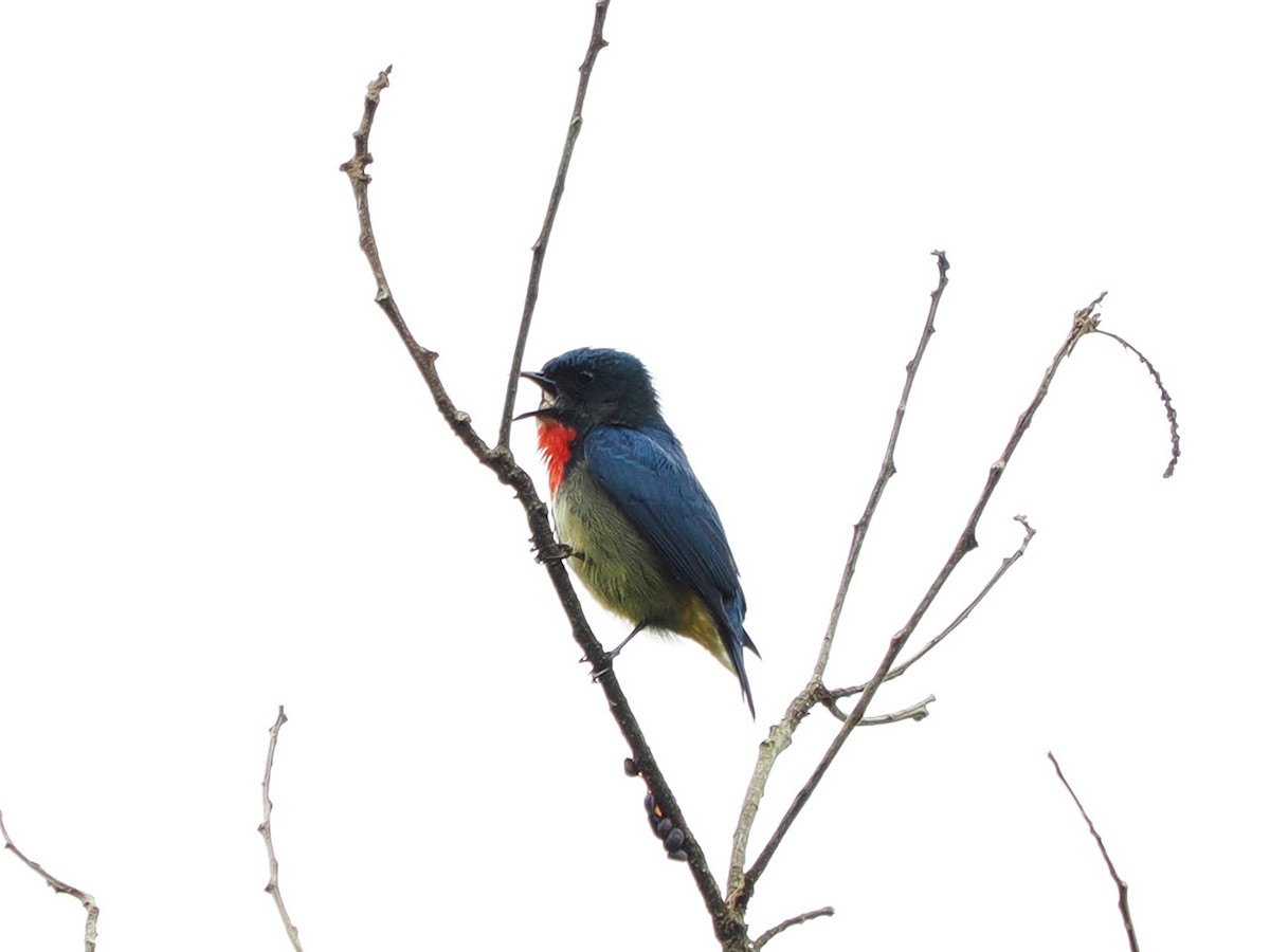 Fire-throated Flowerpecker - ML634213859