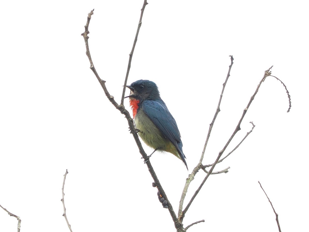 Fire-throated Flowerpecker - ML634213860