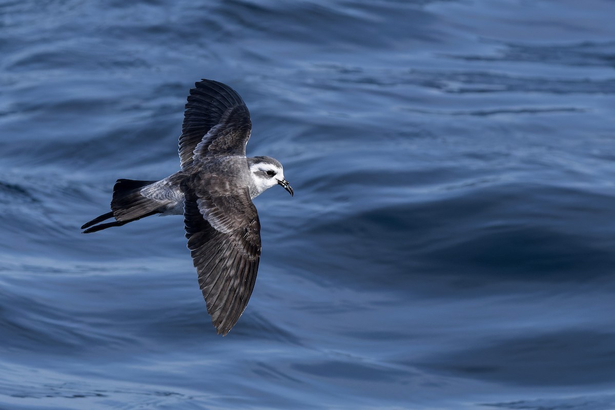 White-faced Storm-Petrel - ML634214027