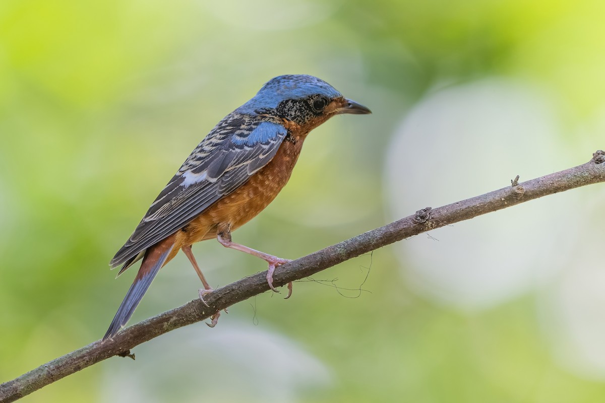 White-throated Rock-Thrush - ML634214139