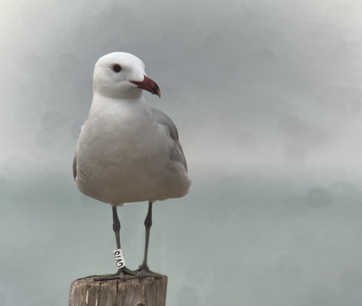 Audouin's Gull - ML634214232