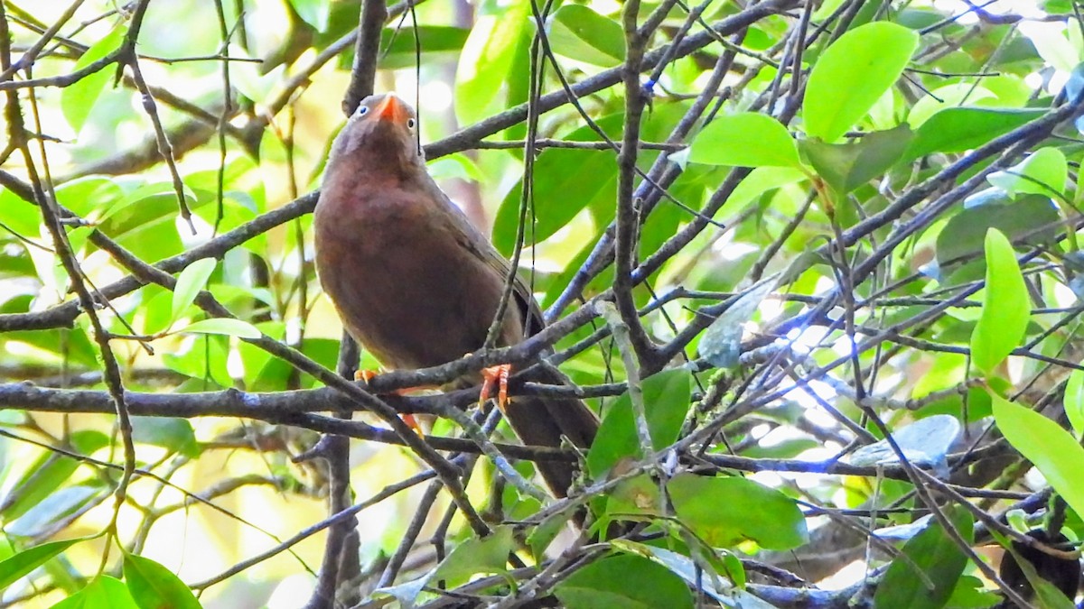 Orange-billed Babbler - ML634214251