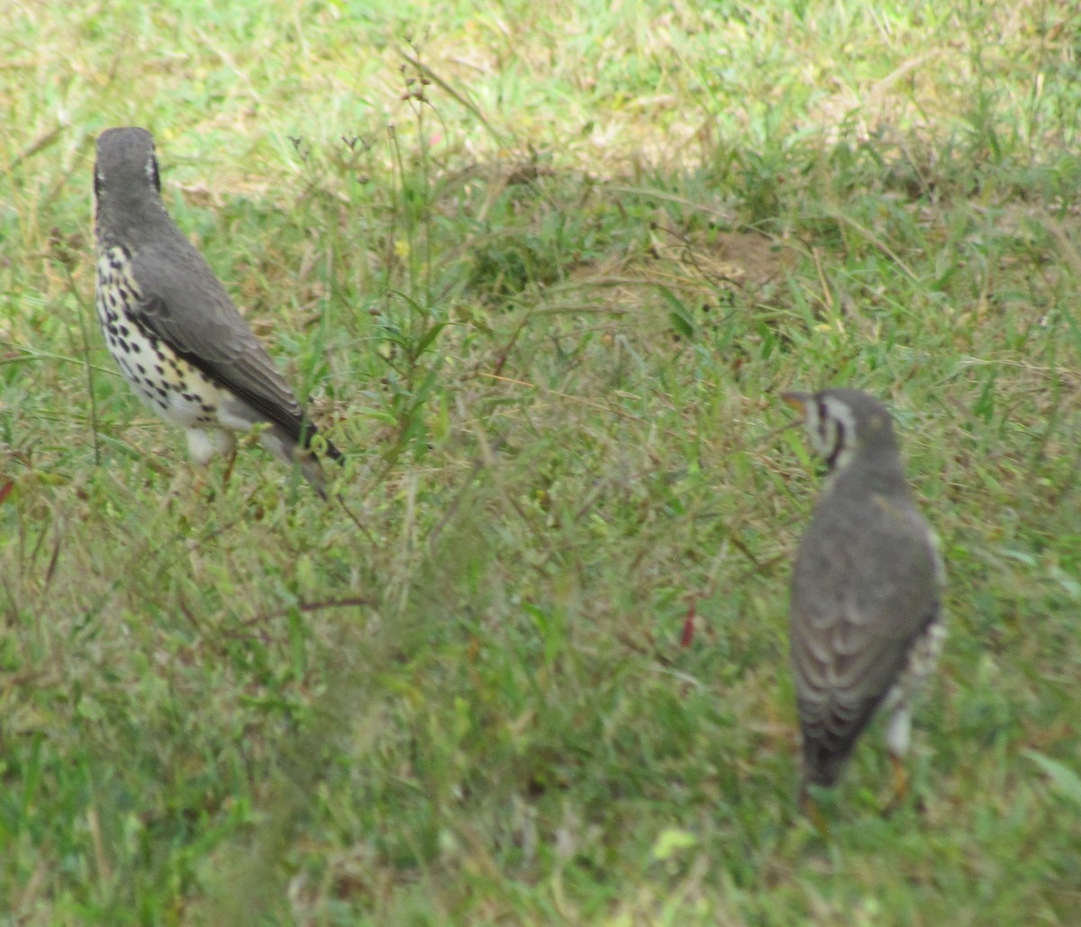 Groundscraper Thrush - ML634214287