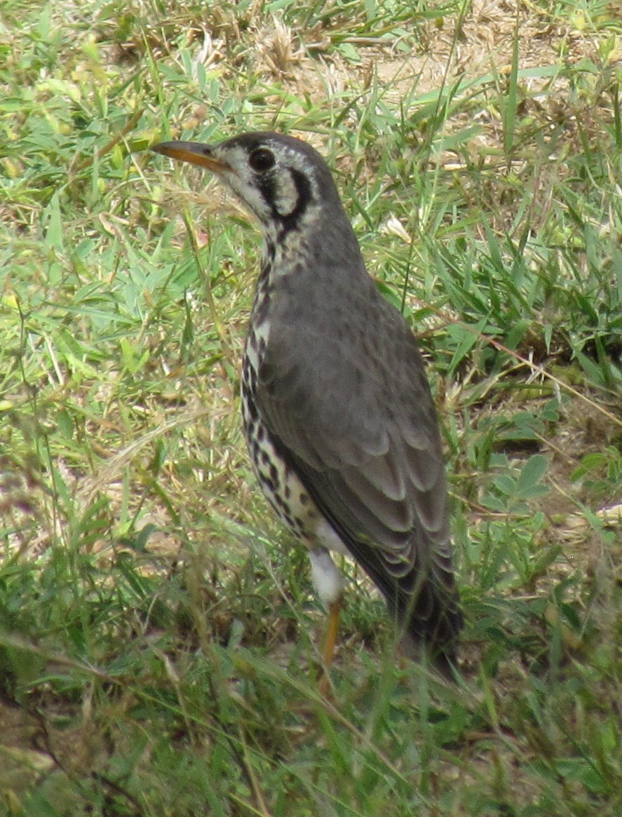 Groundscraper Thrush - ML634214288