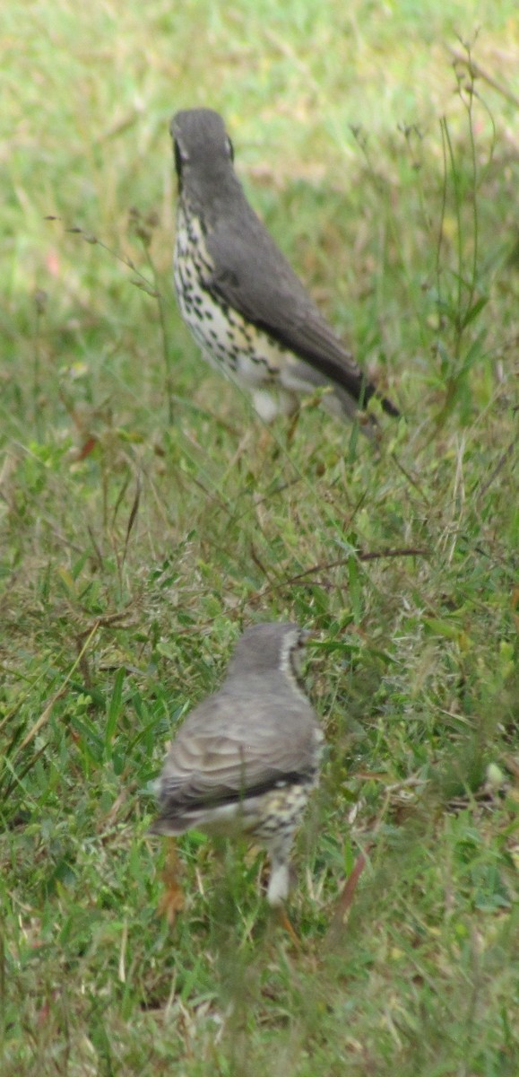 Groundscraper Thrush - ML634214289