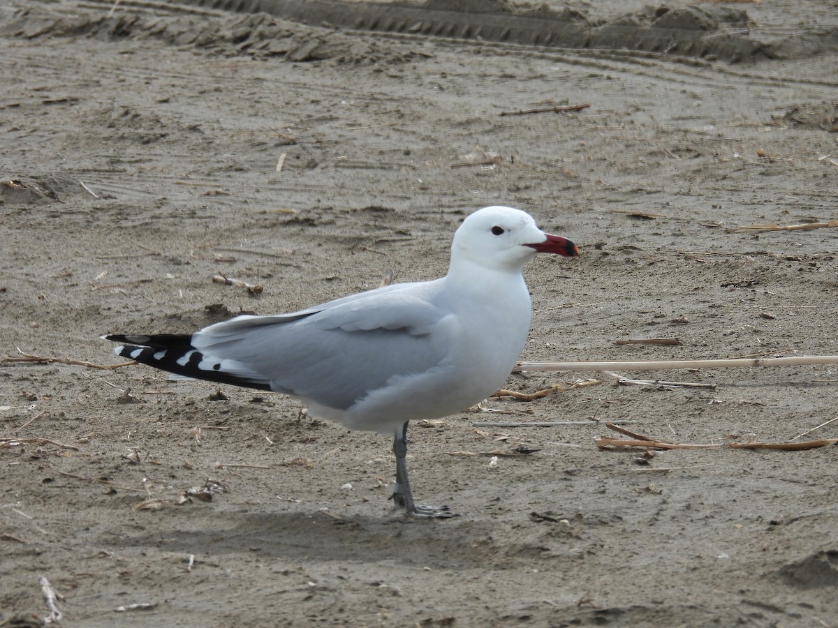 Audouin's Gull - ML634214314