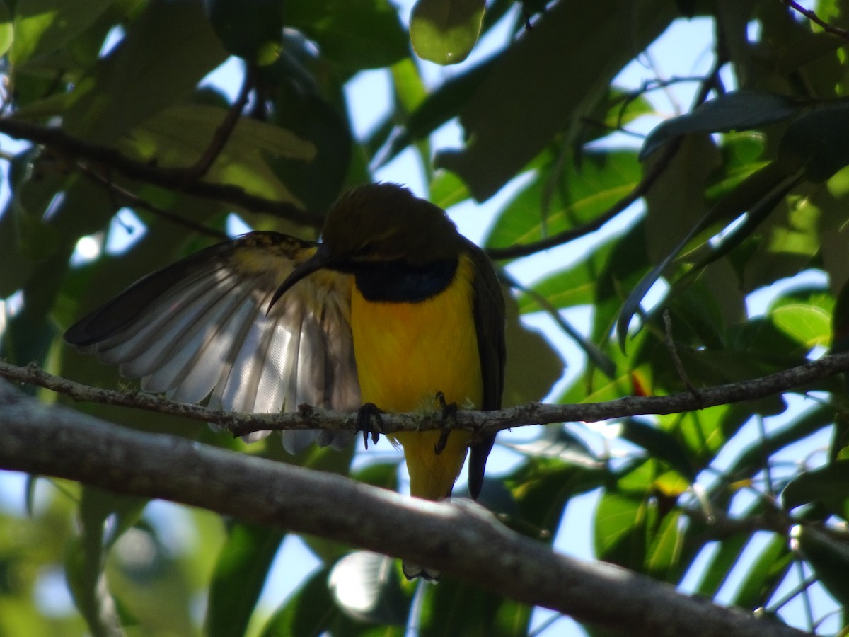 Sahul Sunbird - ML634214543