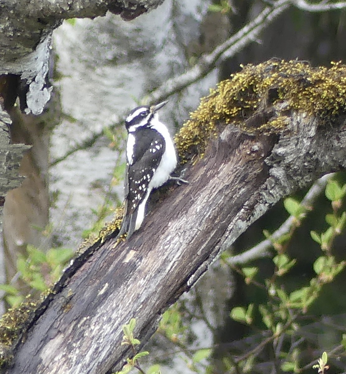 Hairy Woodpecker - ML634214559