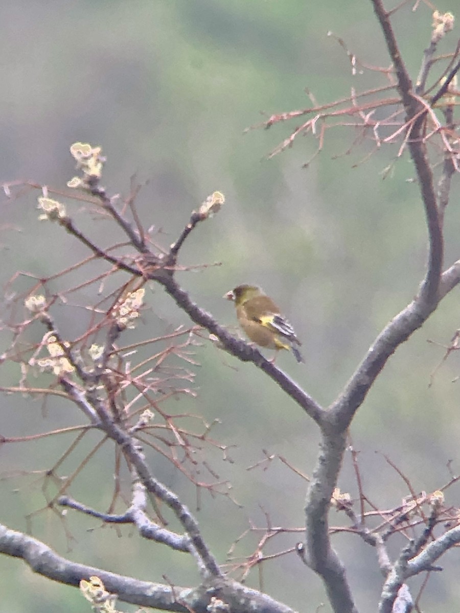 Oriental Greenfinch - ML634214609