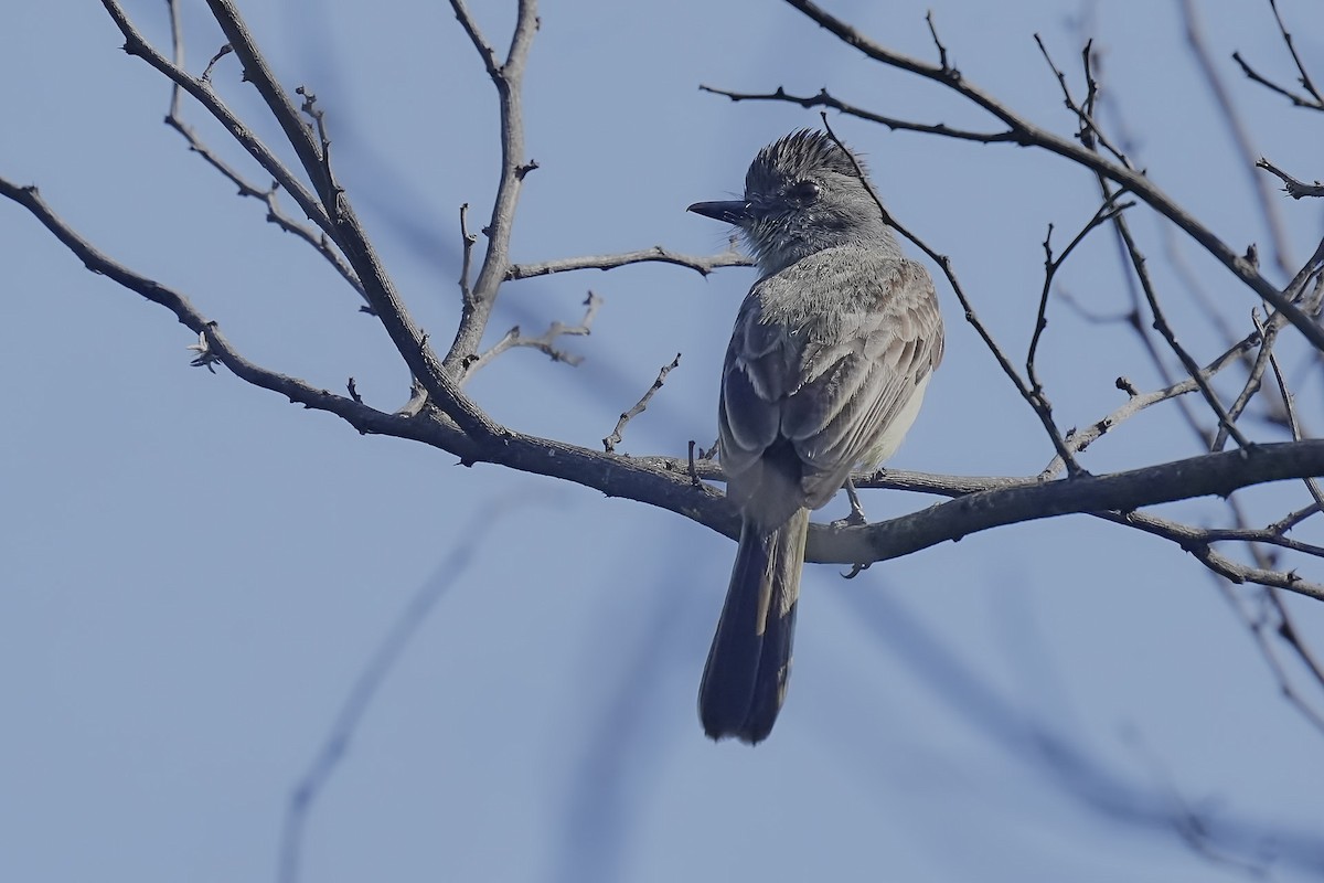 Sooty-crowned Flycatcher - ML634214810