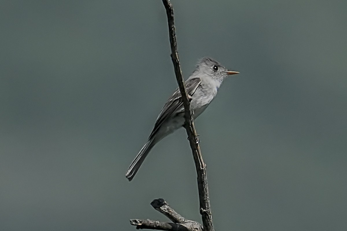 Tumbes Pewee - ML634214813