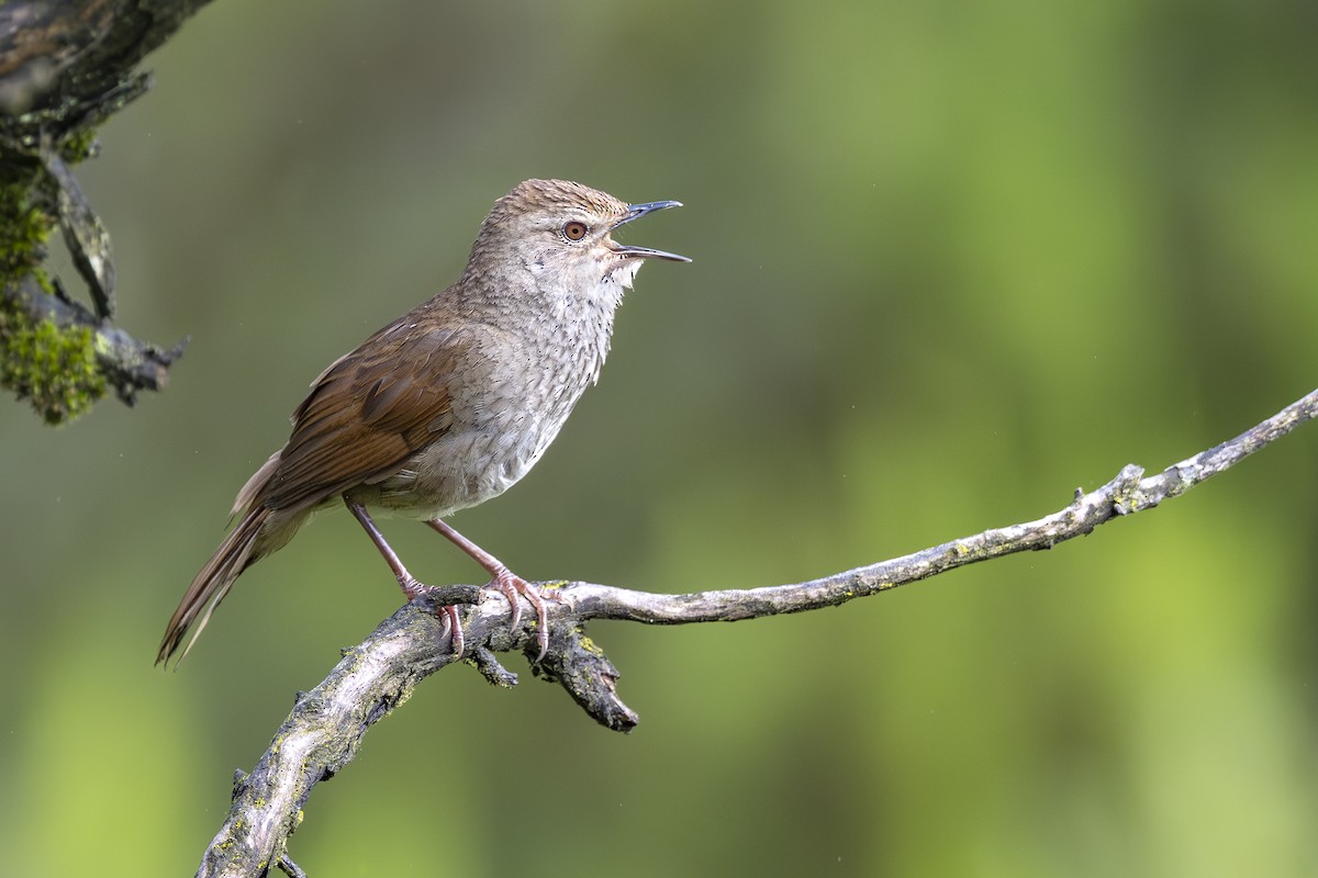 Barratt's Warbler - ML634214855