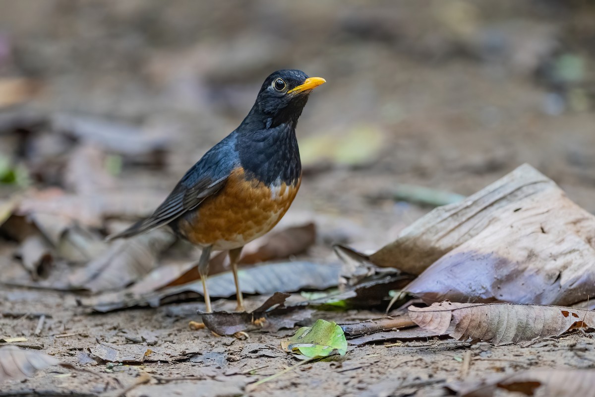 Black-breasted Thrush - ML634215166