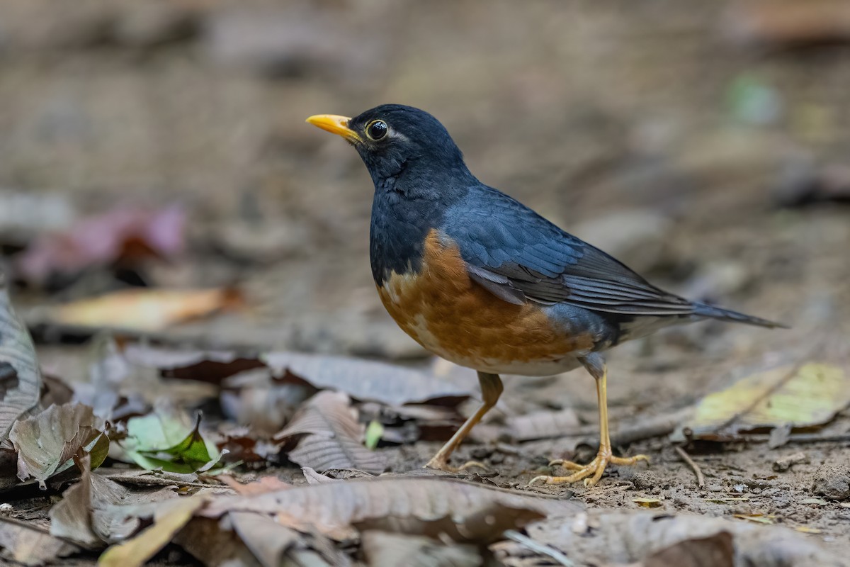 Black-breasted Thrush - ML634215168