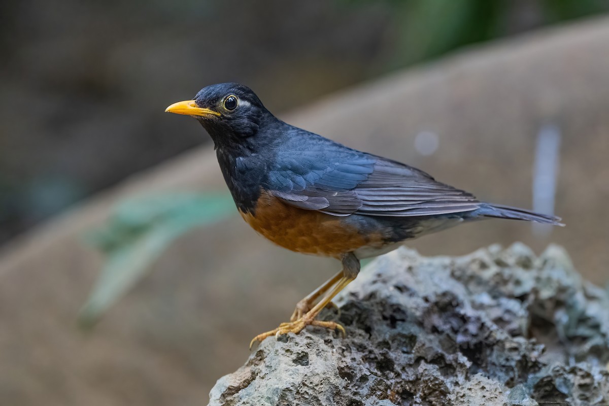 Black-breasted Thrush - ML634215182