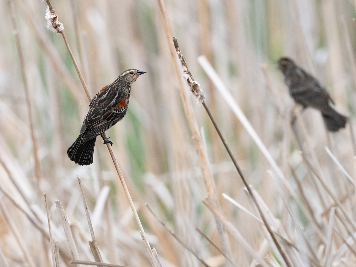 Red-winged Blackbird - ML634215229