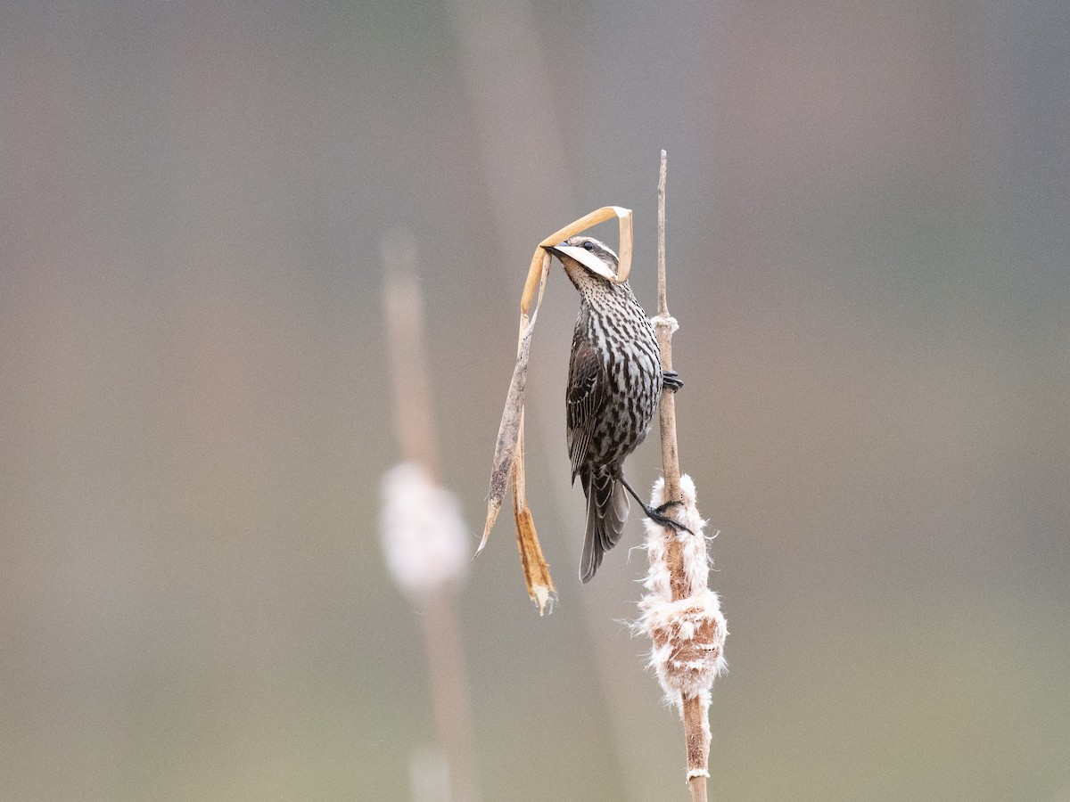 Red-winged Blackbird - ML634215231