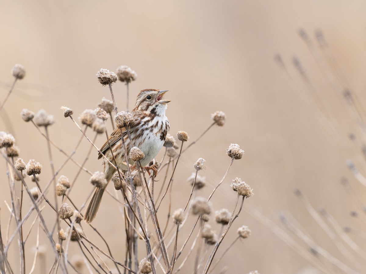 Song Sparrow - ML634215239