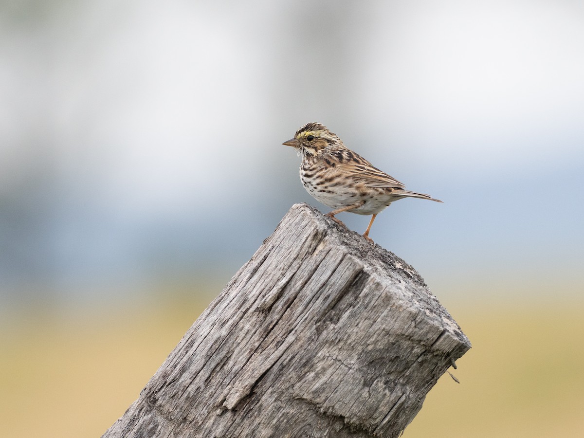 Savannah Sparrow - ML634215249
