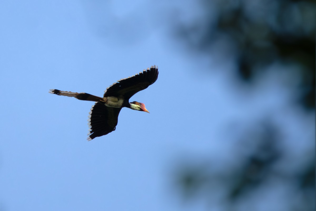 Helmeted Hornbill - ML634215251