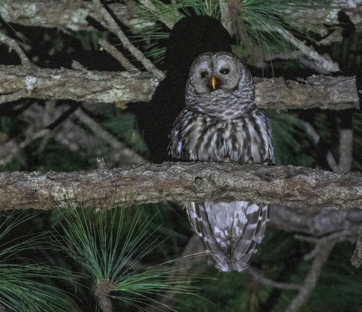 Cinereous Owl - ML634215263