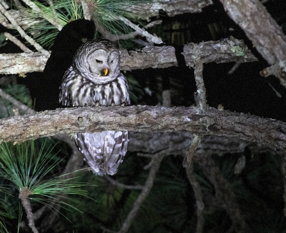 Cinereous Owl - ML634215267