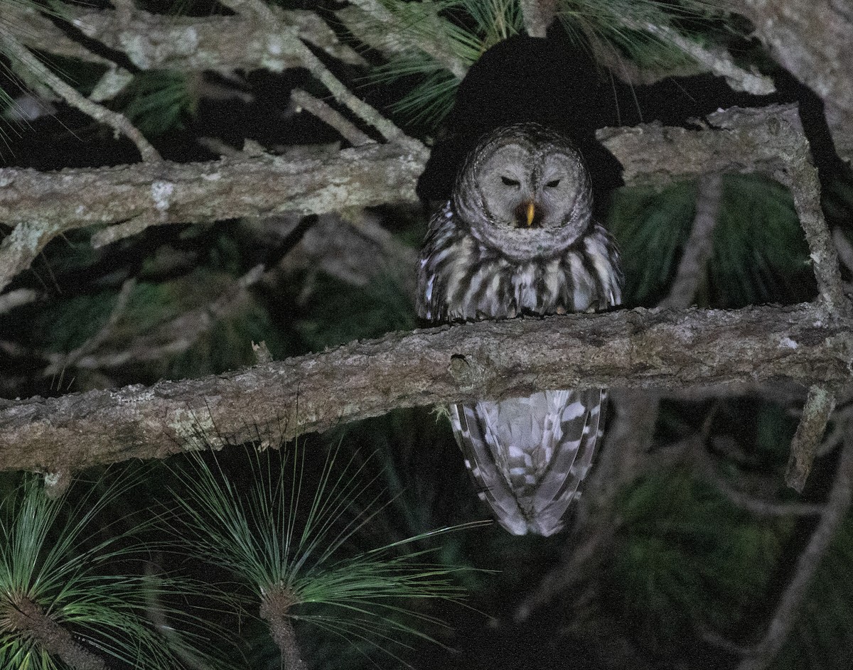 Cinereous Owl - ML634215278