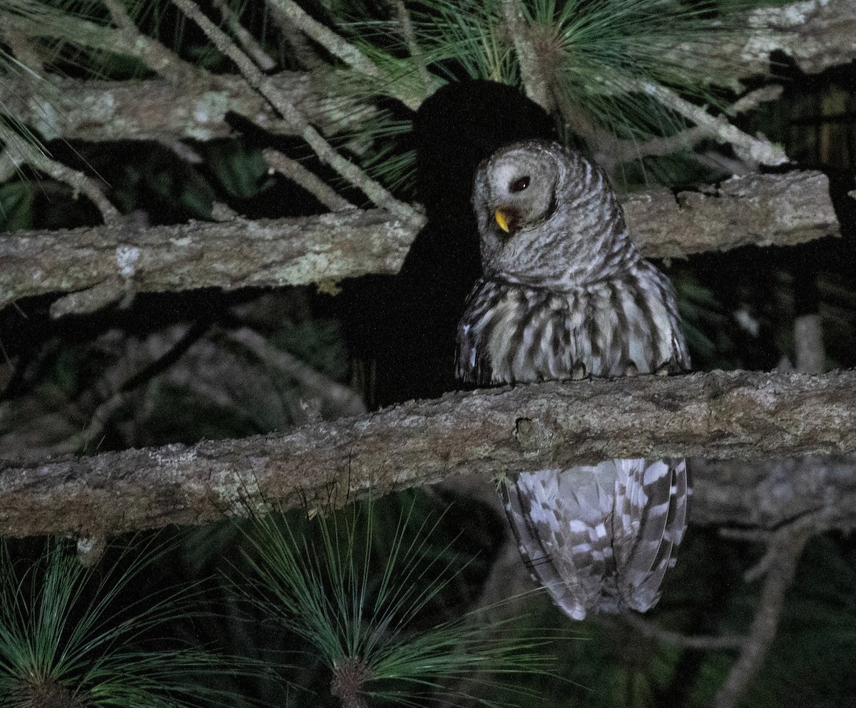 Cinereous Owl - ML634215279