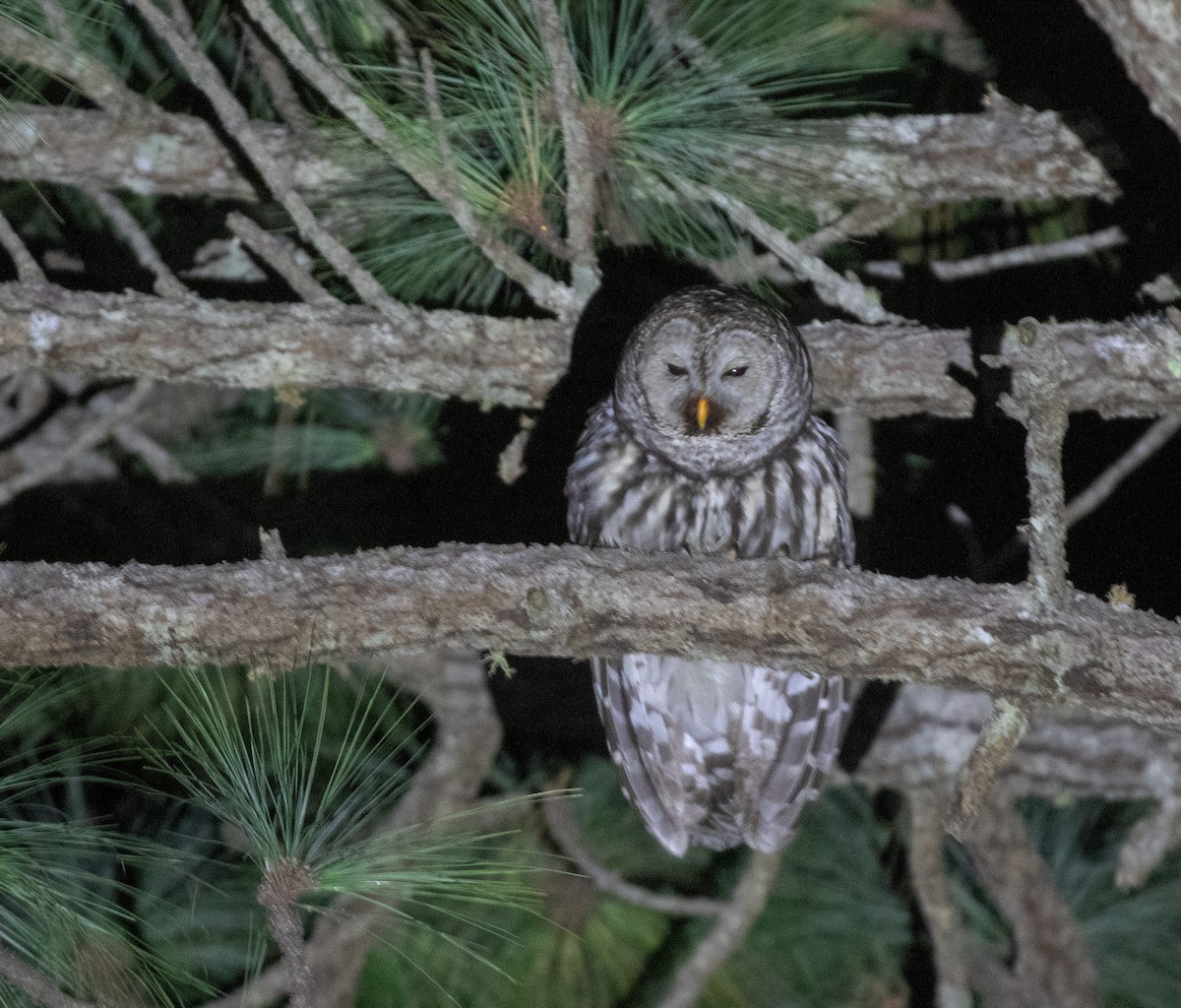 Cinereous Owl - ML634215286